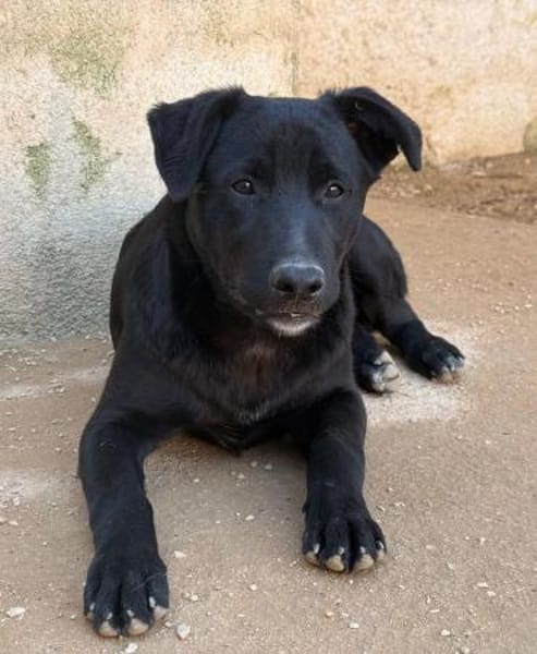 Pluto wartet im Tierheim Sulzbach