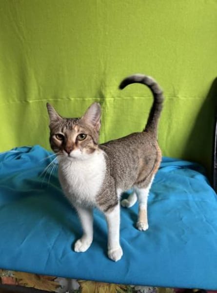 Sahara 🐾 diese Augen ✨