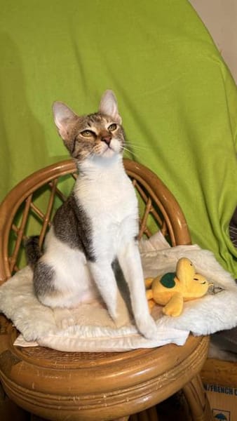 Sahara 🐾 diese Augen ✨