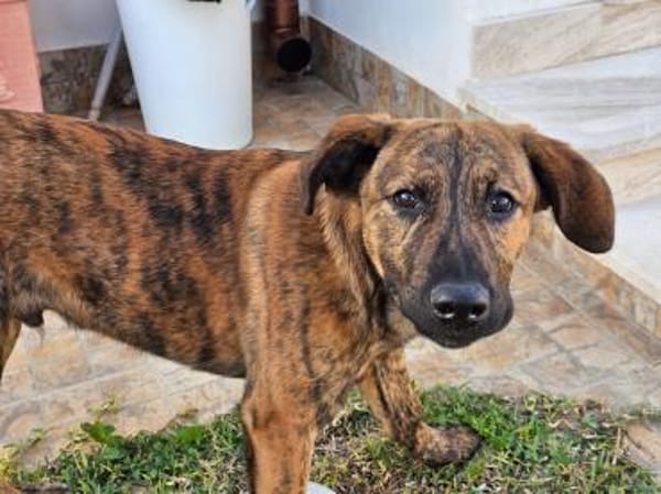 Pietro wartet im Tierheim Sulzbach