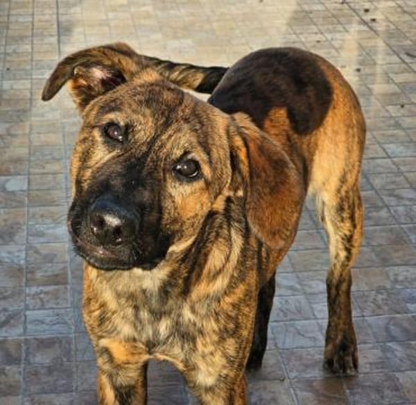 Pietro wartet im Tierheim Sulzbach