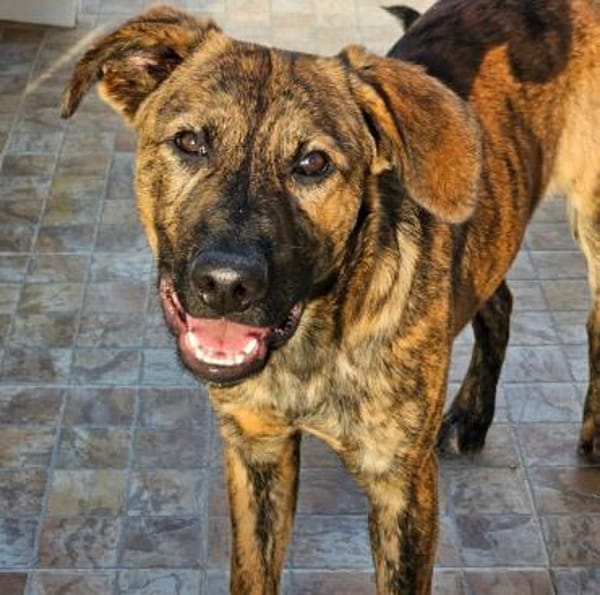 Pietro wartet im Tierheim Sulzbach