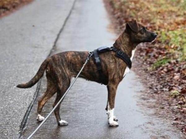 Wer gibt Silly ein Zuhause?