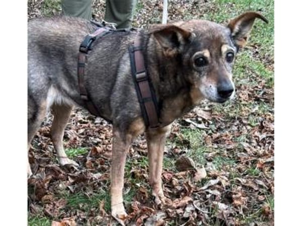 Trudi  wartet in 91320 Ebermannstadt