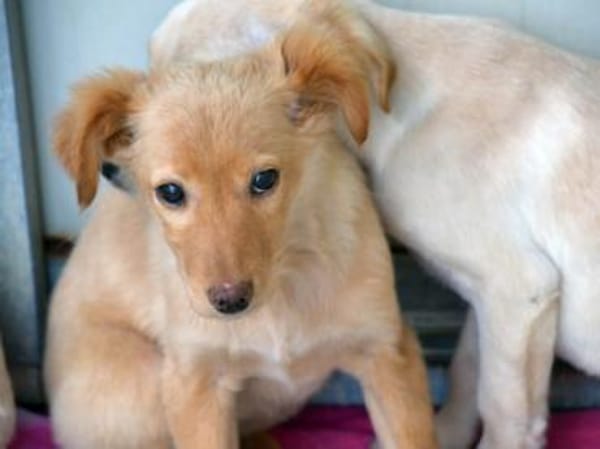 Körbchen für Iggy gesucht