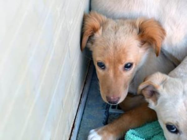 Körbchen für Iggy gesucht