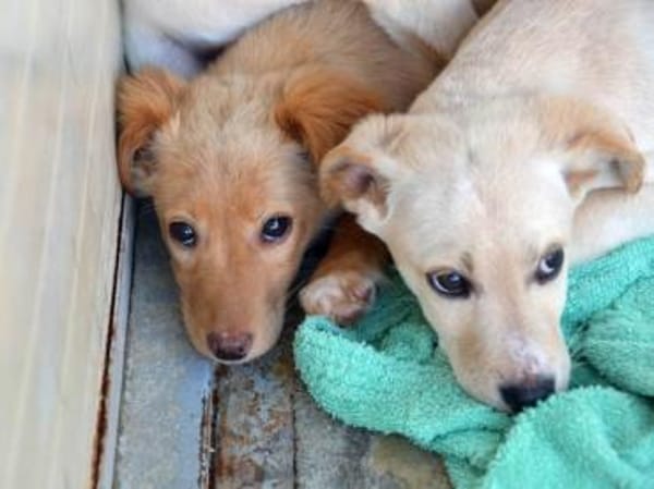 Körbchen für Iggy gesucht