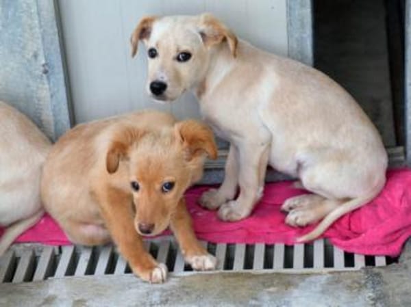 Körbchen für Iggy gesucht