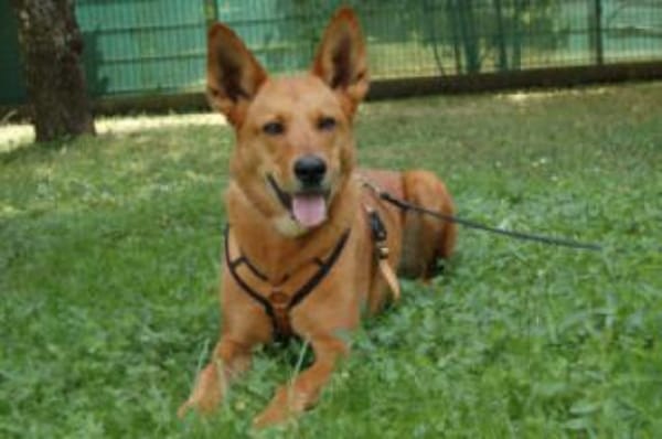 RED TEDDY ein aktiver, freundlicher Rüde