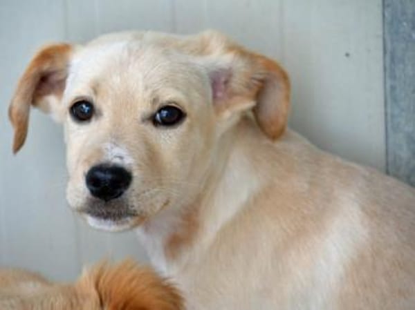 Icks wünscht sich ein Zuhause