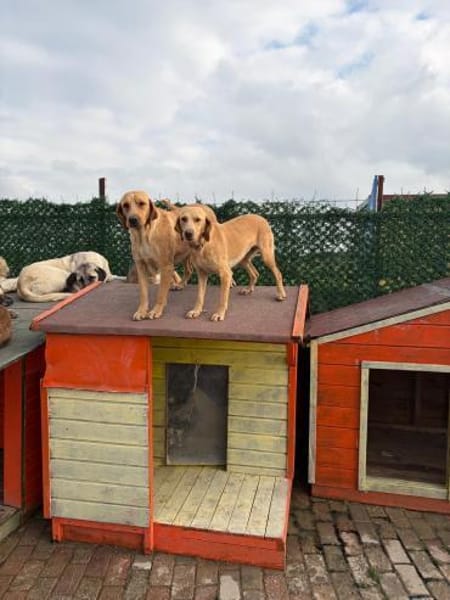 Fred sucht ein liebevolles Zuhause