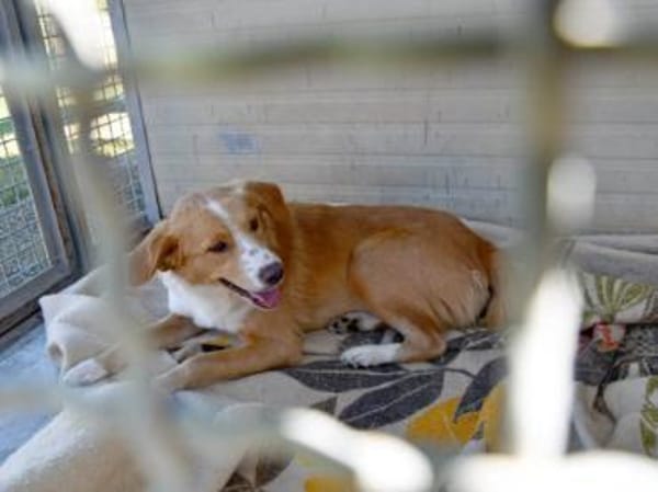 Liebe Menschen für Nani gesucht