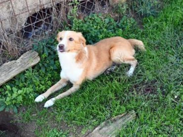 Liebe Menschen für Nani gesucht