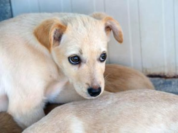 Ivy sucht Für-immer-Zuhause