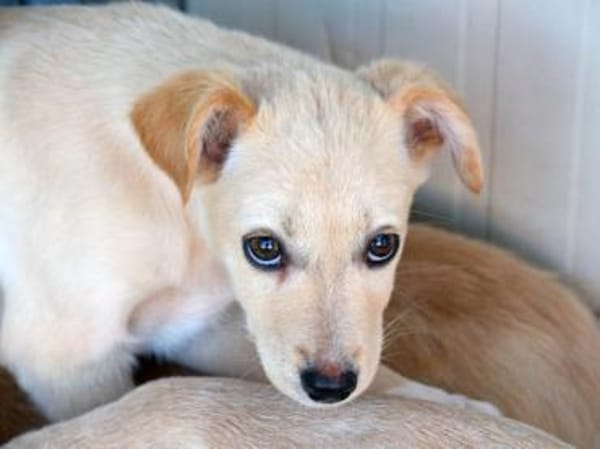 Ivy sucht Für-immer-Zuhause