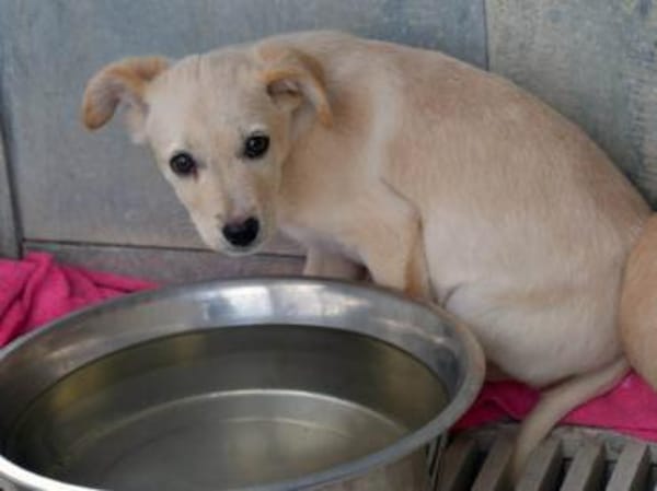 Ivy sucht Für-immer-Zuhause