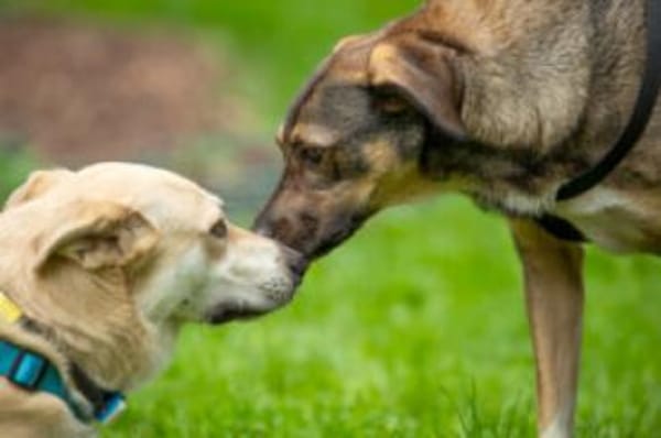 MOSTIE - sucht einfühlsame Menschen