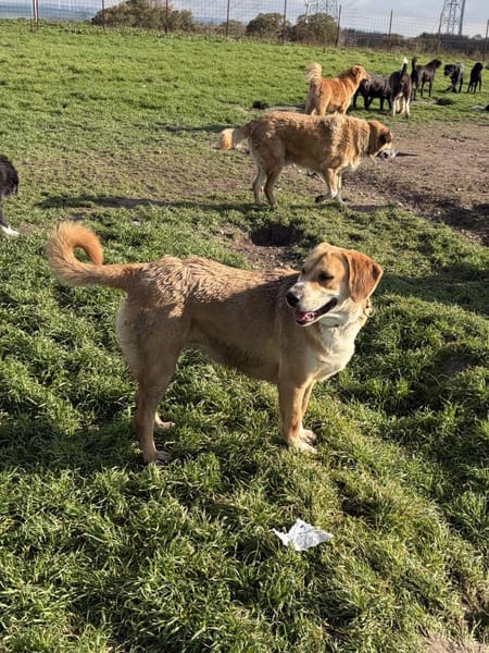 Milk sucht ein liebevolles Zuhause