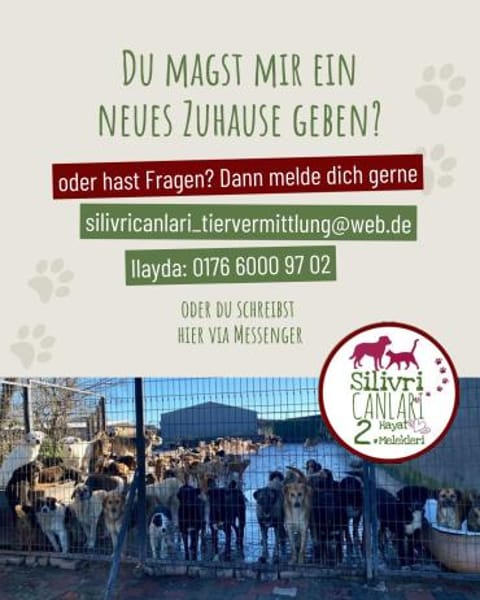 Milk sucht ein liebevolles Zuhause