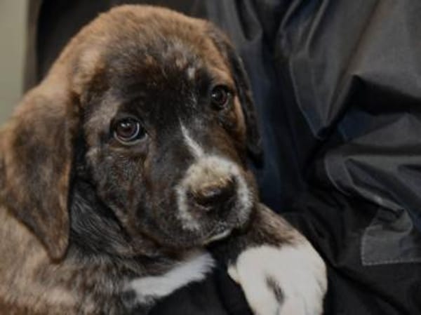 Darf Mirna zu Ihnen gehören?