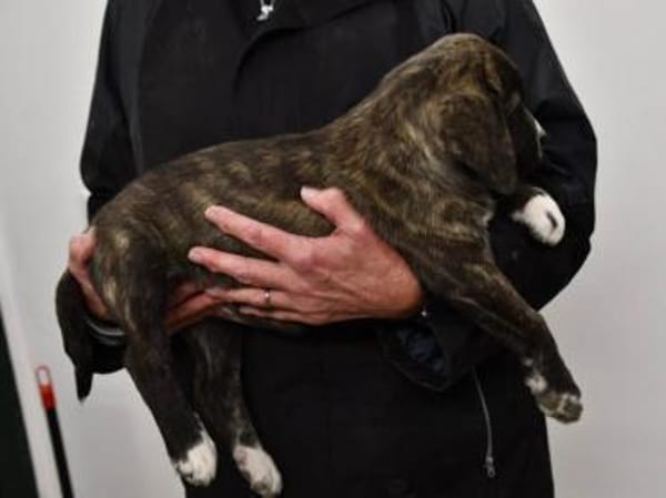 Darf Mirna zu Ihnen gehören?