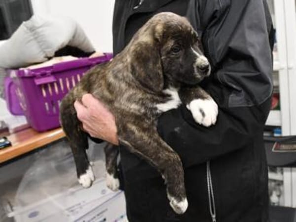 Darf Mirna zu Ihnen gehören?