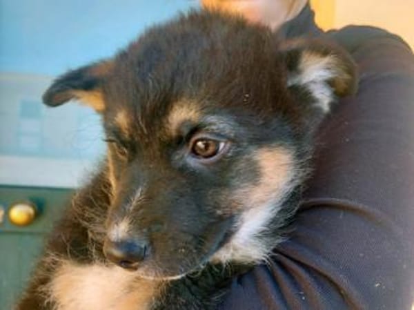 Möchten Sie Orson ein Zuhause geben?