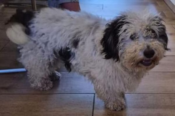 Günni, geb. 12/2023, 45896 Gelsenkirchen