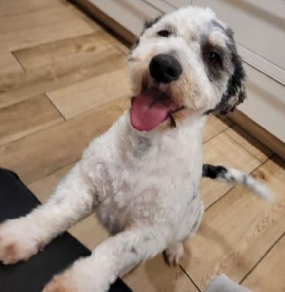 Günni, geb. 12/2023, 45896 Gelsenkirchen