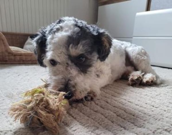 Günni, geb. 12/2023, 45896 Gelsenkirchen