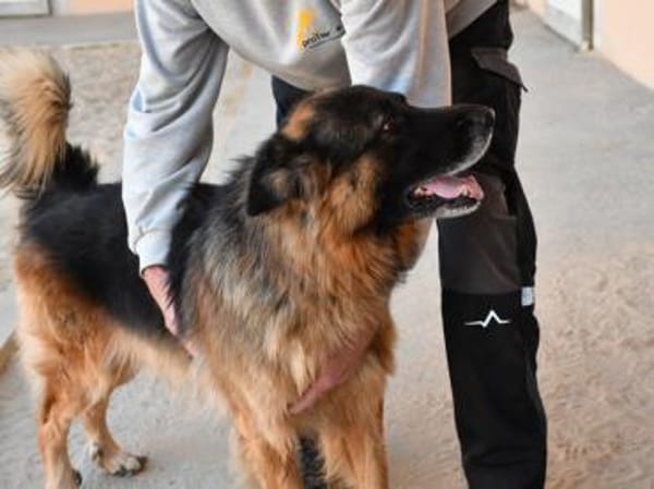 Ayo sucht aktive Menschen