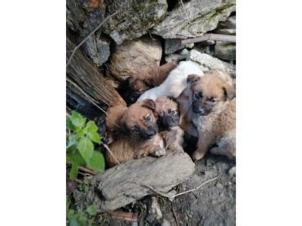 Oro wünscht sich seine Familie