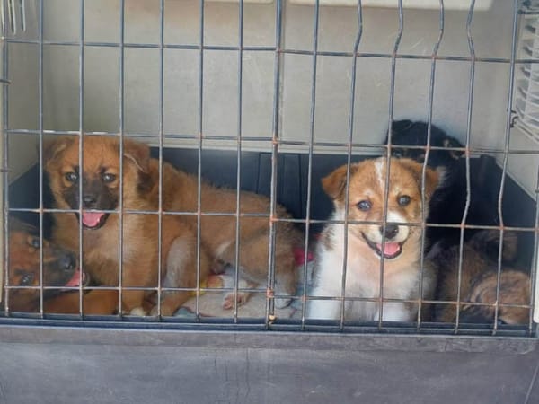 Oro wünscht sich seine Familie