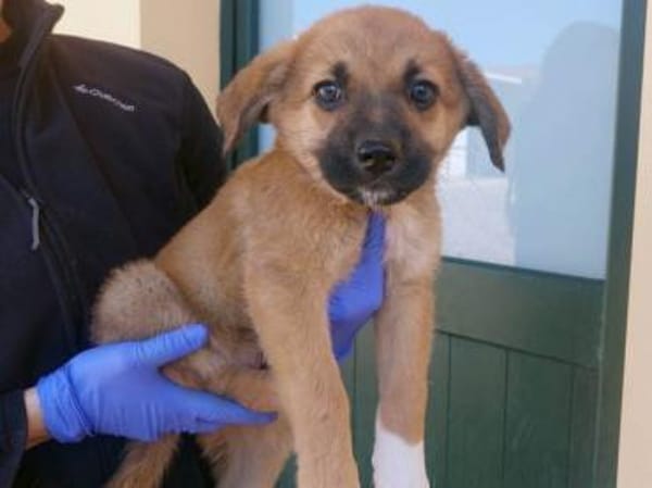 Ondra sucht ihr Körbchen