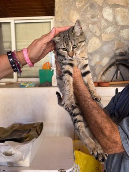 Nova aus dem Tierschutz