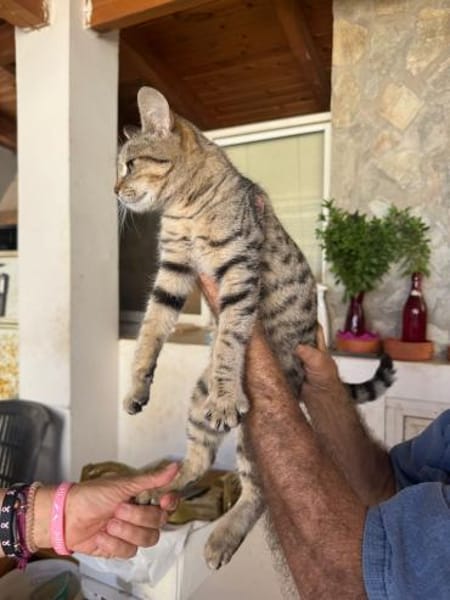 Nova aus dem Tierschutz