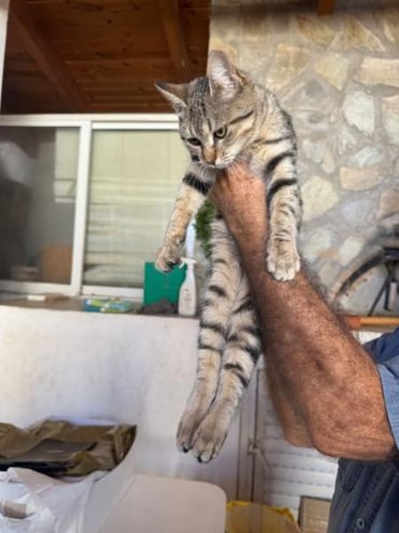 Nova aus dem Tierschutz