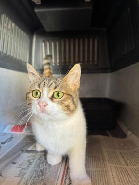 Hope aus dem Tierschutz