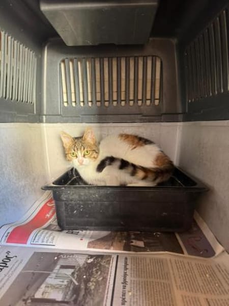 Hope aus dem Tierschutz