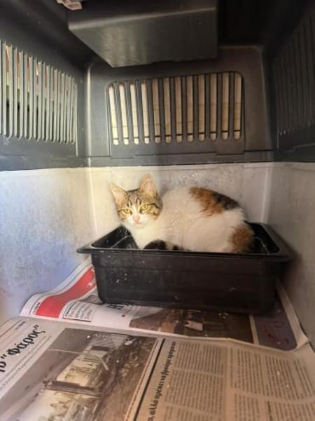 Hope aus dem Tierschutz