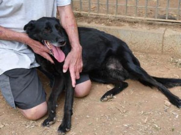 Schenken Sie Zeus ein Zuhause?