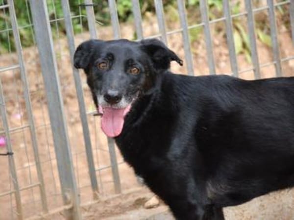 Schenken Sie Zeus ein Zuhause?