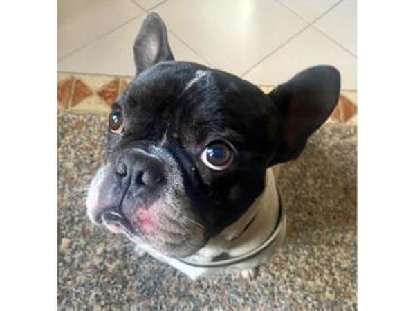 Poldi sucht liebevolles Zuhause