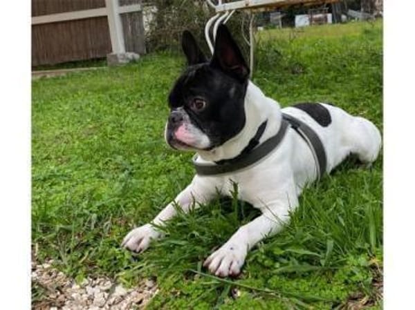 Poldi sucht liebevolles Zuhause