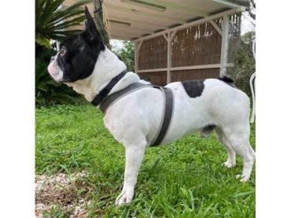 Poldi sucht liebevolles Zuhause