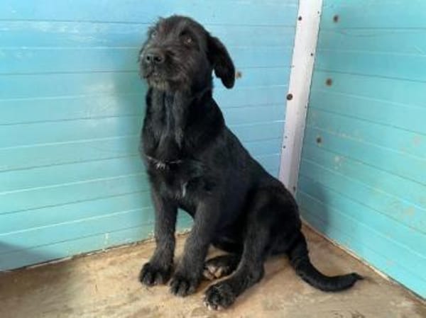 Gibt es ein Zuhause für Liz?