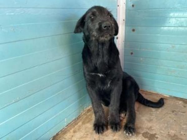 Gibt es ein Zuhause für Liz?