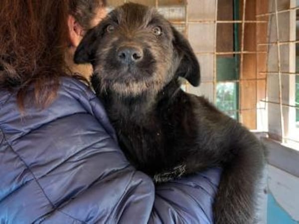 Gibt es ein Zuhause für Liz?