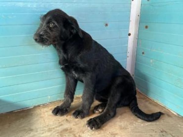 Gibt es ein Zuhause für Liz?