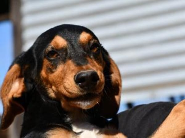 Xenon wünscht sich seine Familie